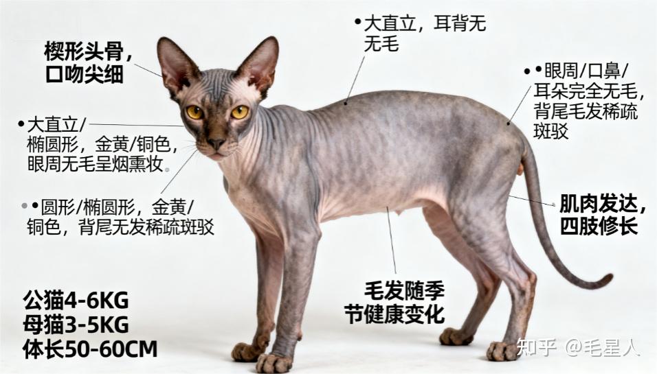 狼猫（Mutation 部分无毛）全解析：基因造就的“猫中狼人” - 知乎