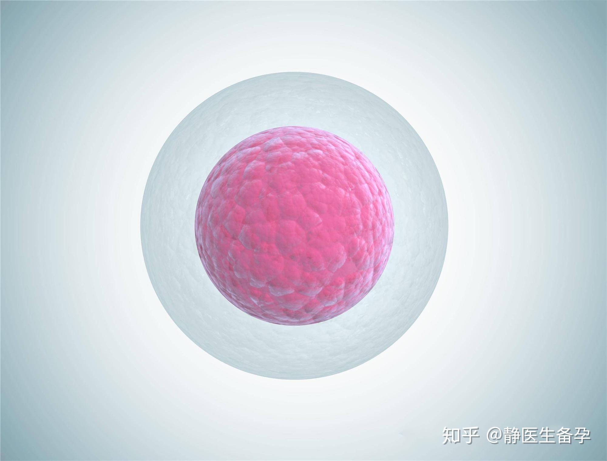 【组织胚胎学&原创手绘】卵泡生长&受精作用_哔哩哔哩 (゜-゜)つロ 干杯~-bilibili