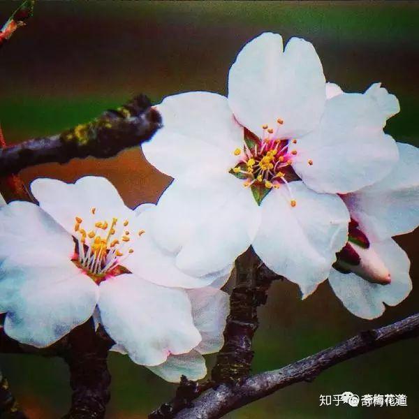 一分钟让你快速分辨桃花、李花、梅花、杏花 - 知乎
