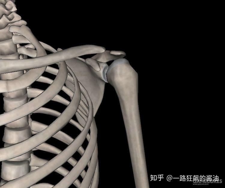 人体肩部骨骼图图片