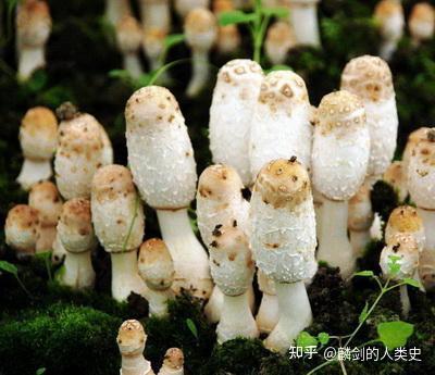 【地球生物全系列——从单细胞到人类】伞菌目—鬼伞科 - 知乎