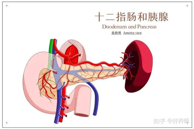 胰腺和脾的解剖位置图图片