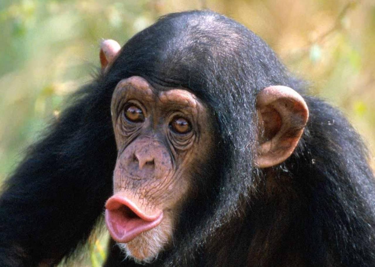 大猩猩吃香蕉,猩猩吃香蕉,黑猩猩吃香蕉_大山谷图库