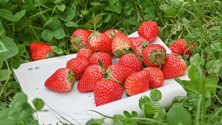 香甜软嫩奶油草莓刘家峡草莓种植基地