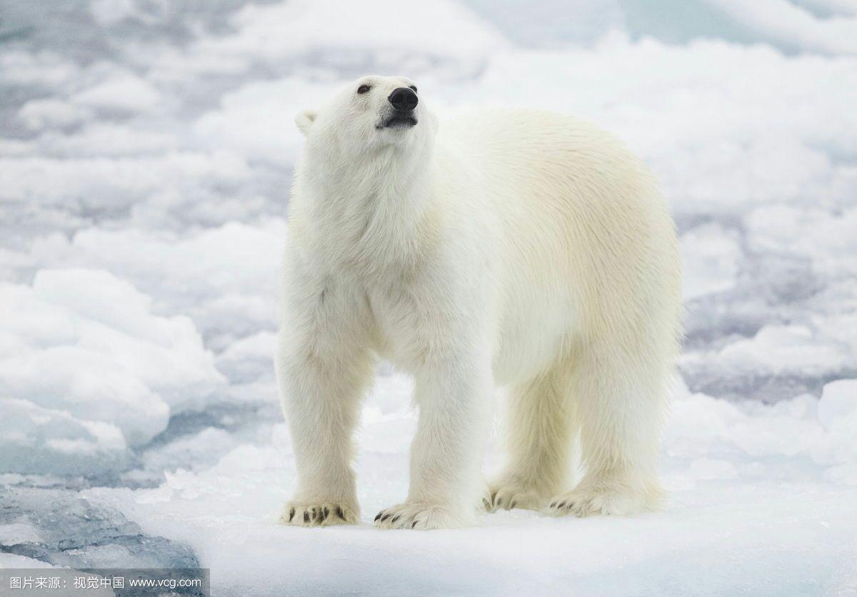 北极熊 保护色——————————————