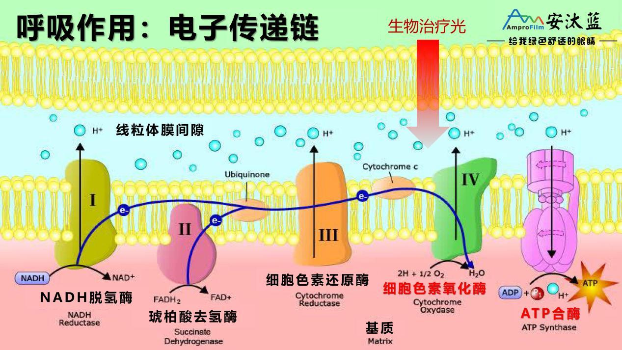 色素c氧化酶的活性,细胞色素c氧化酶是线粒体呼吸链生成atp的关键媒介
