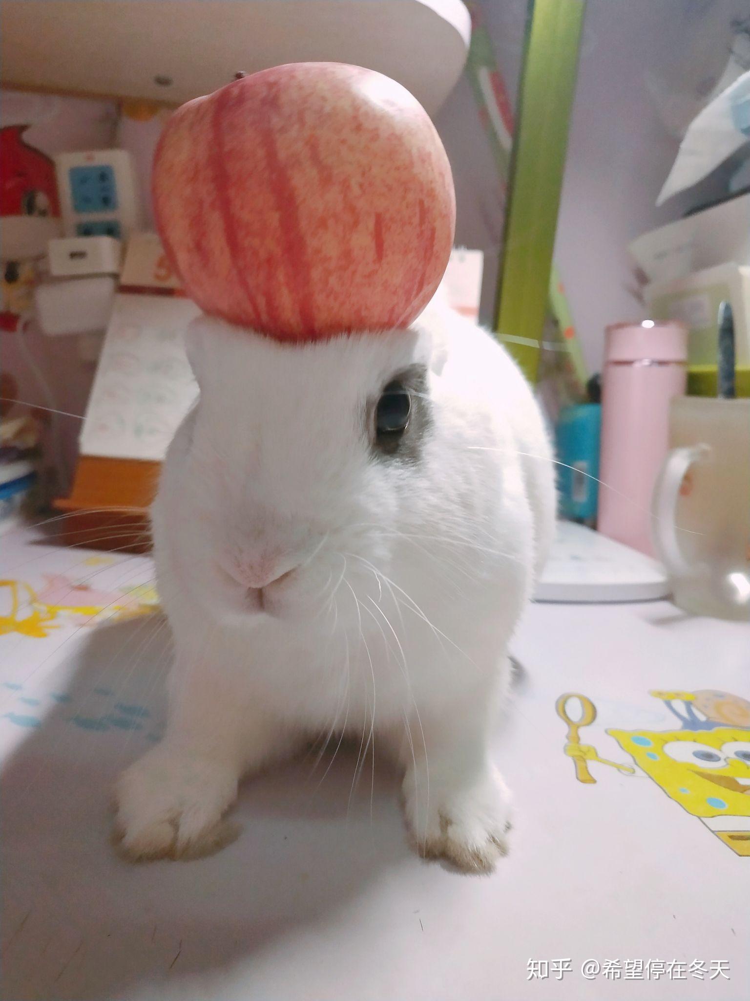兔子苹果~苹果兔~怎么做_兔子苹果~苹果兔~的做法_豆果美食
