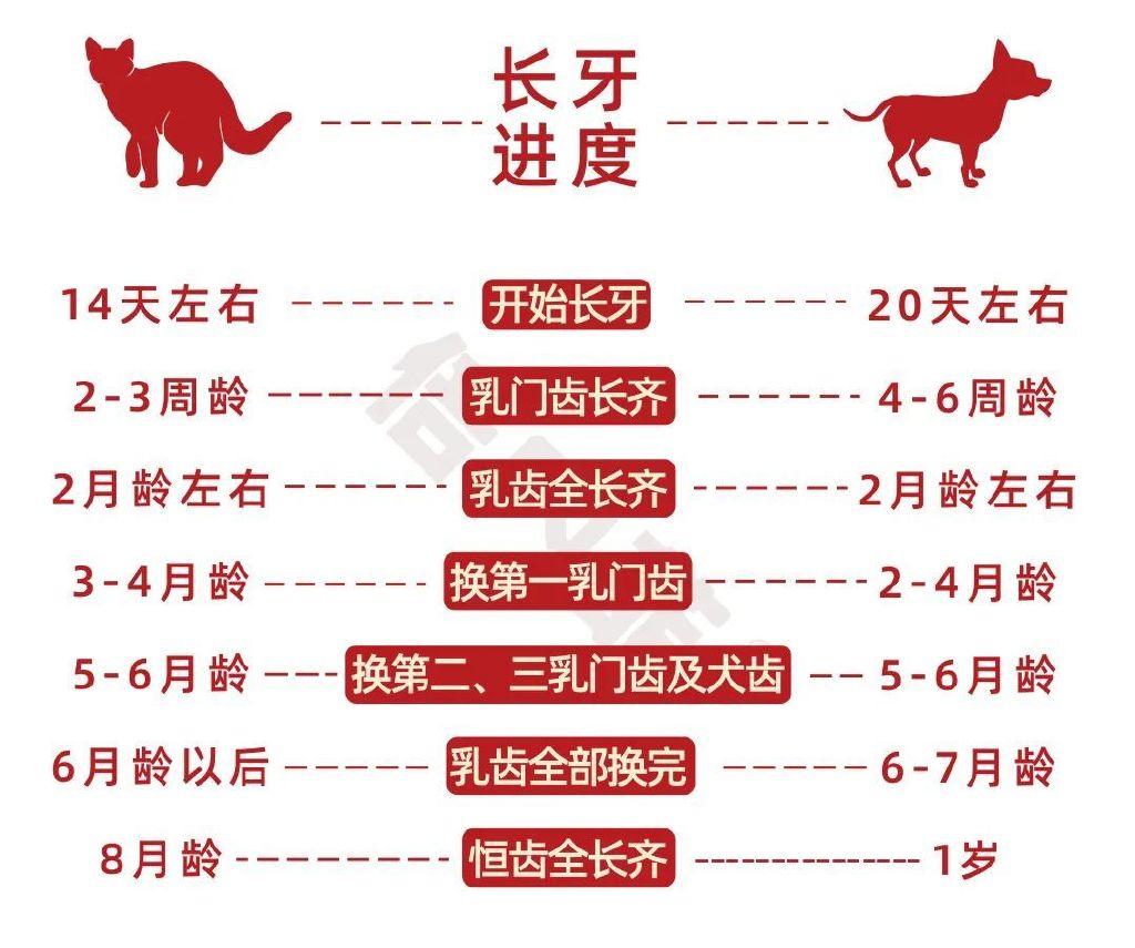 ta们将食物慢慢由母乳过渡到全价主粮~作用还是非常大滴~犬猫在换牙期