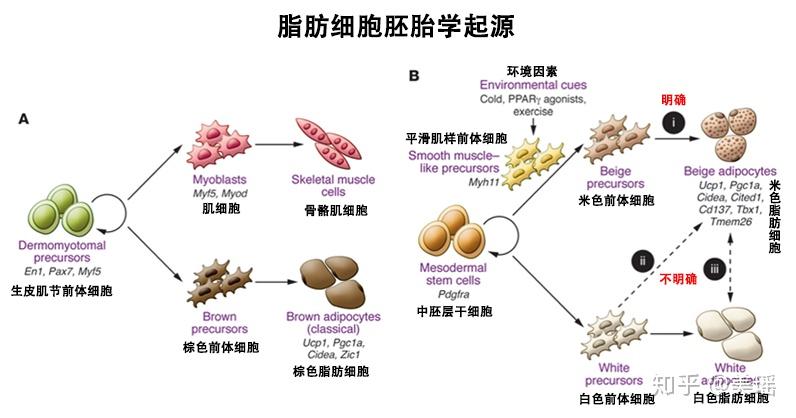 代谢101第一弹燃烧我的卡路里之产热脂肪的前世今生