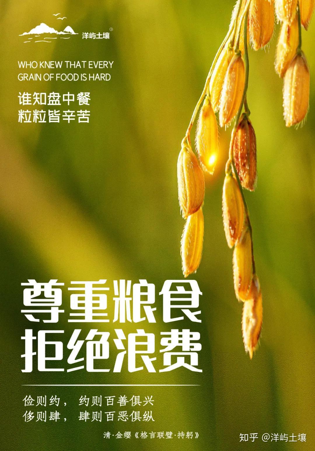 端牢中国饭碗 共护大国粮仓——写在第45个世界粮食日到来之际
