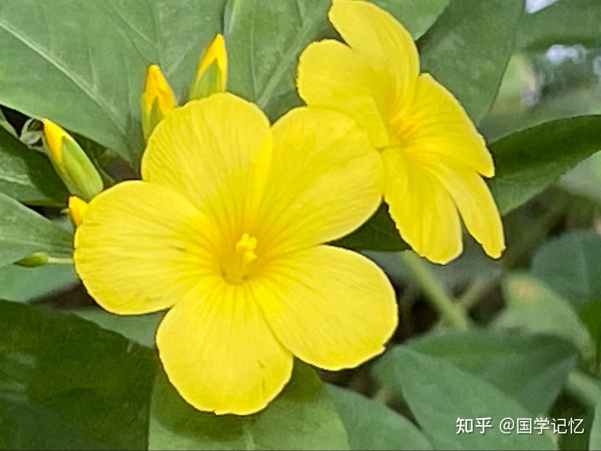 为什么称未出嫁的女子为“黄花闺女”？和“黄花”有什么关系？ 知乎 