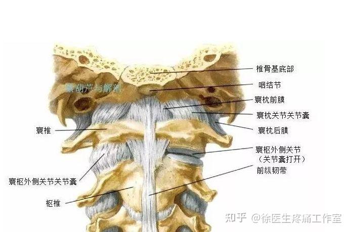 屈氏韧带的解剖位置图片