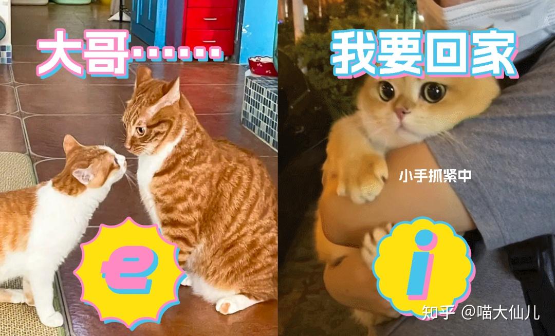 年度社交密码，你养了只i猫？还是e猫？ - 知乎