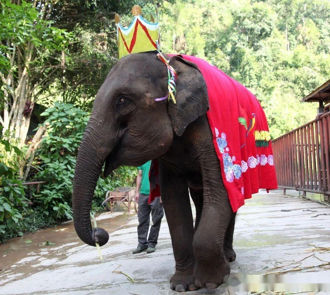 西双版纳4日游热带风情傣族文化一次游遍精华