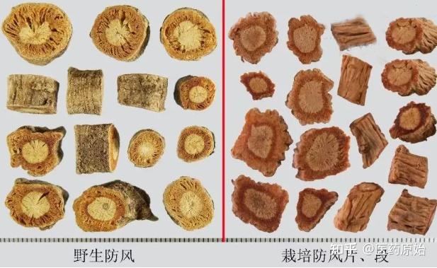 根段繁殖的栽培防风个子野生关防风饮片野生关防风个子防风野生与栽种