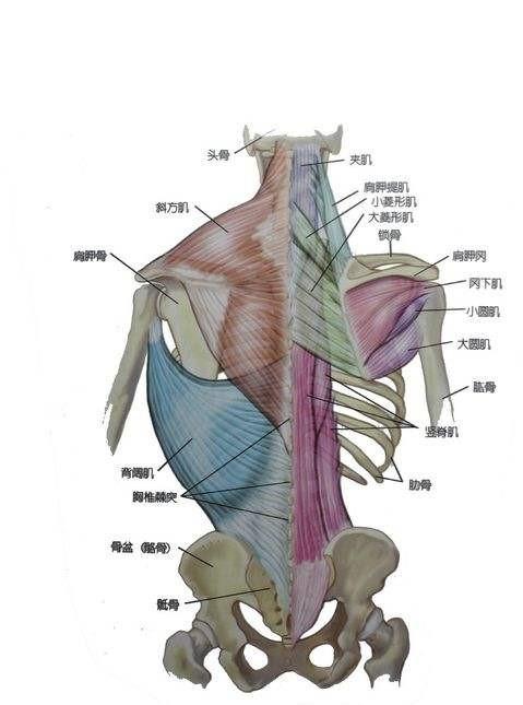 正常的肩胛骨背部图图片