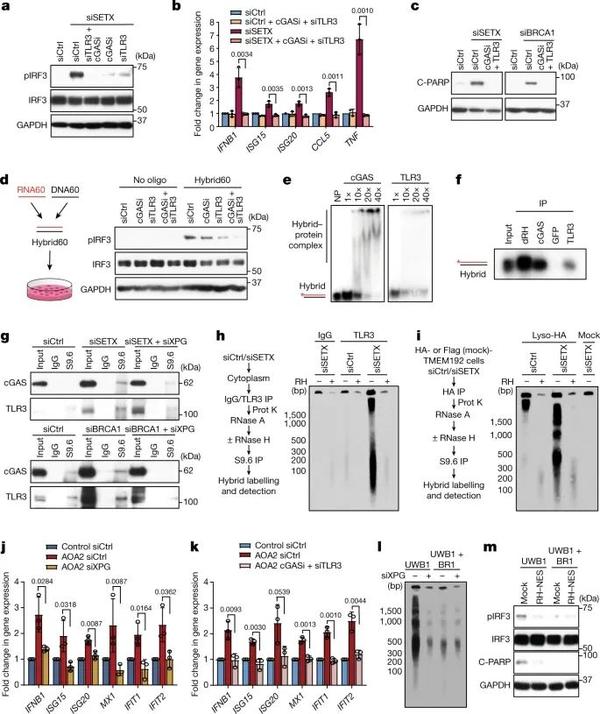 Nature | R-环衍生的RNA-DNA杂交体激活免疫应答 - 知乎