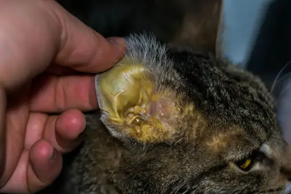 猫咪变黄了是怎么回事?这可能是u201c猫咪黄疸u201d - 知乎