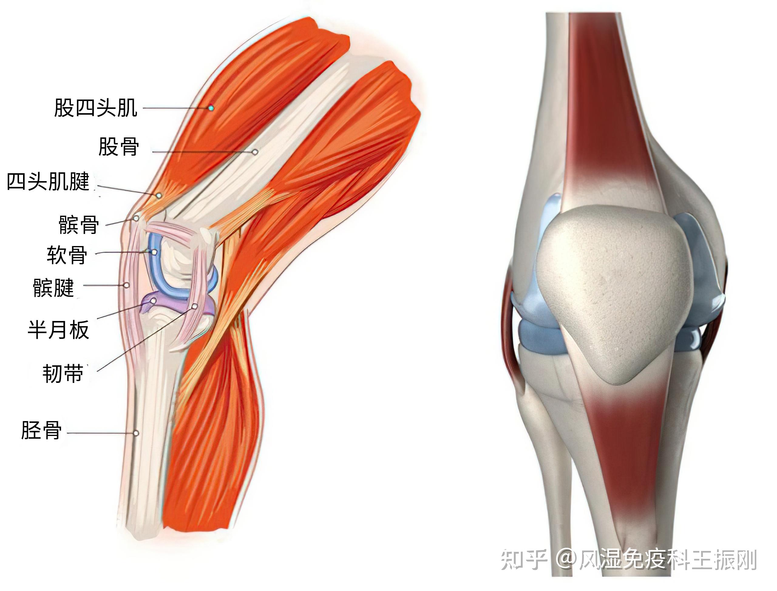 股四头肌及其肌腱