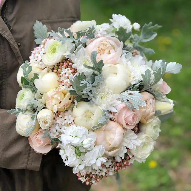 植库夏季的雪精灵银叶菊你值得拥有