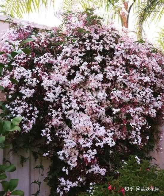蓝妖：素馨花怎么养才能开花？掌握这5点，开的又爆又多 - 知乎