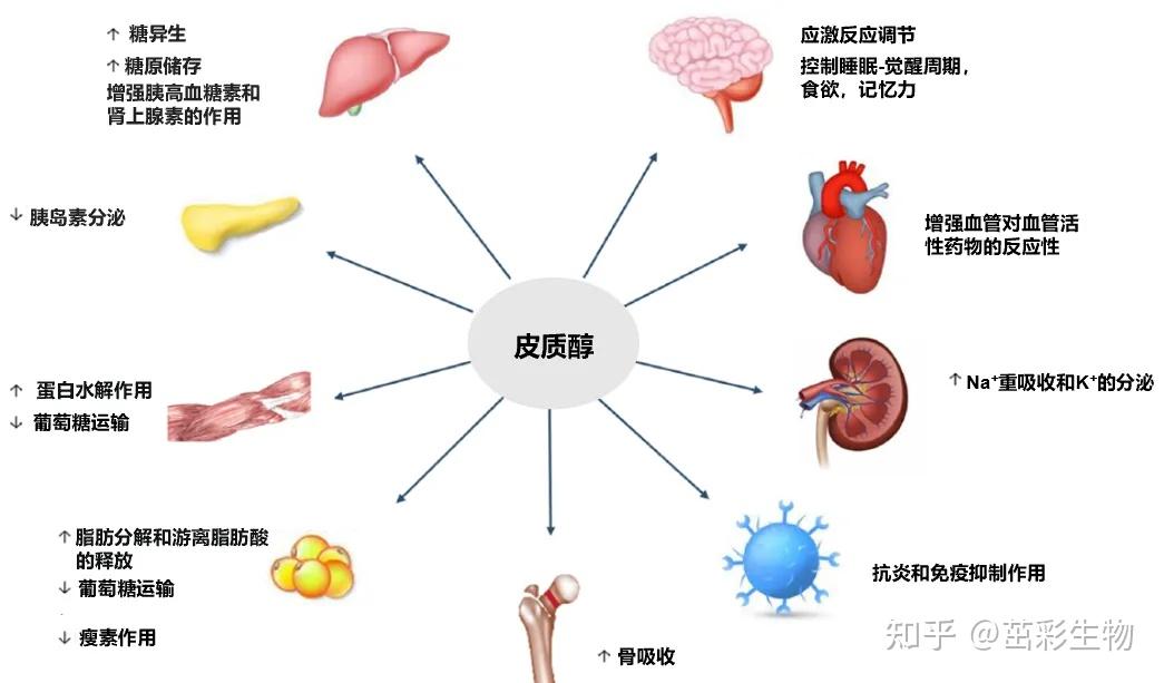 过量服用糖皮质激素图片