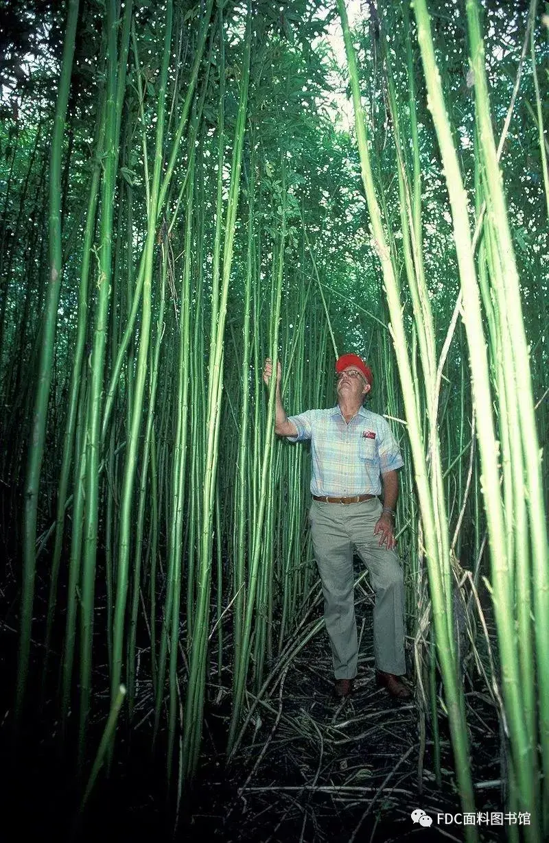 圆果黄麻 white jute