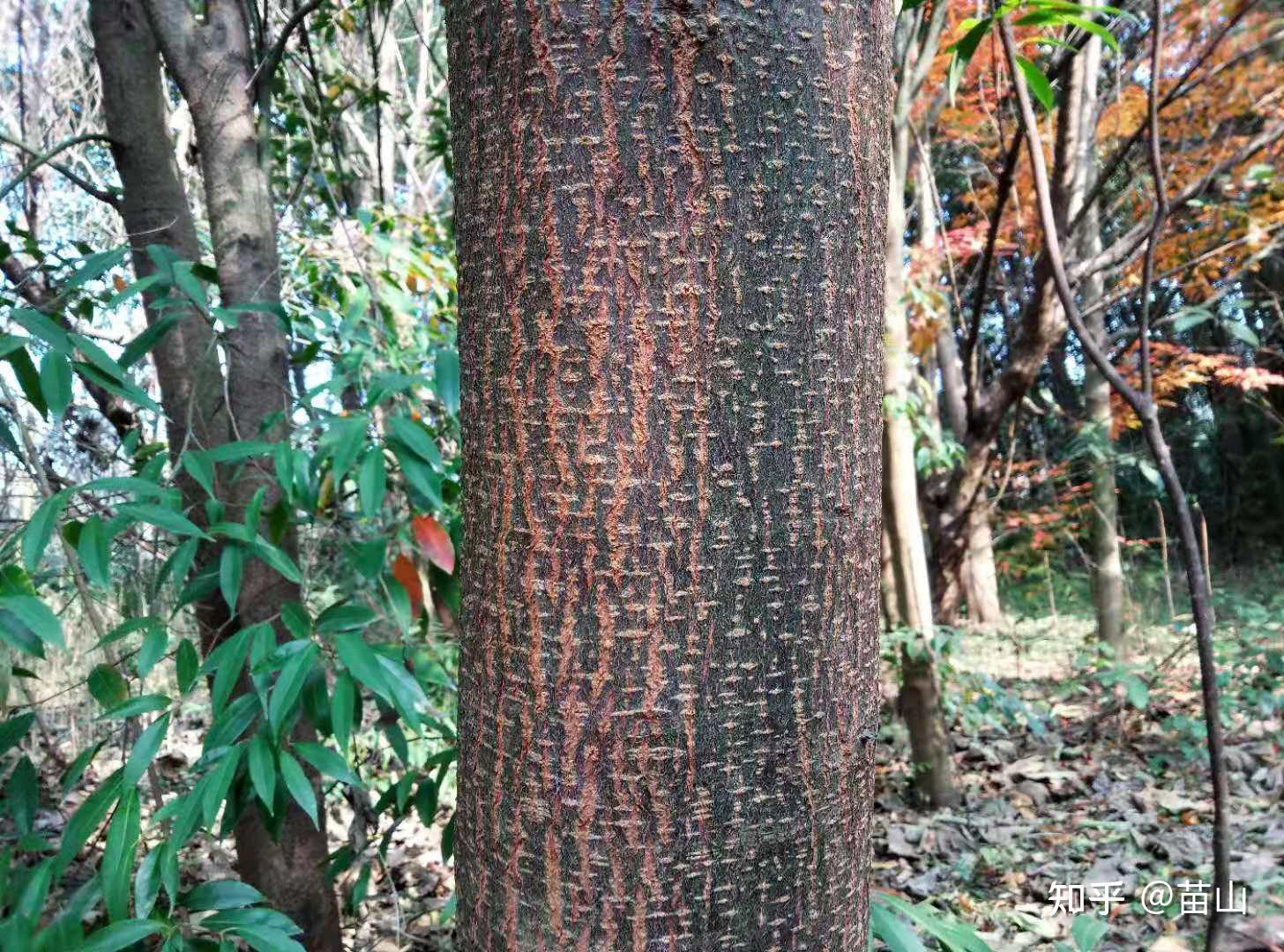 小小树皮能做甚,用它认木靠谱吗? - 知乎