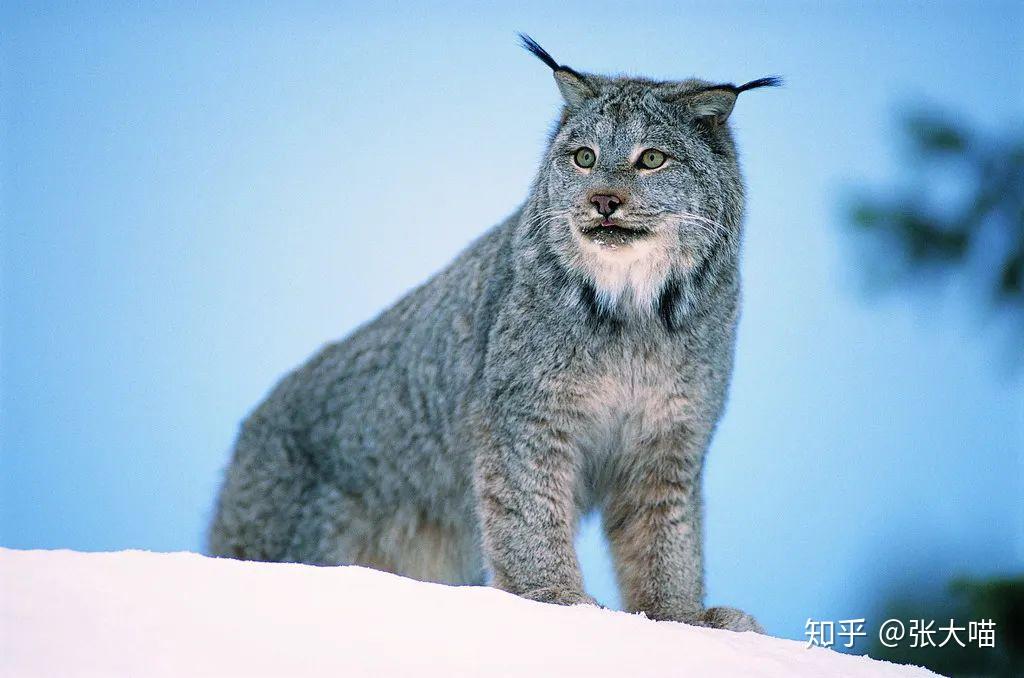 世界上最危险的十种猫第一名如今已成过气网红