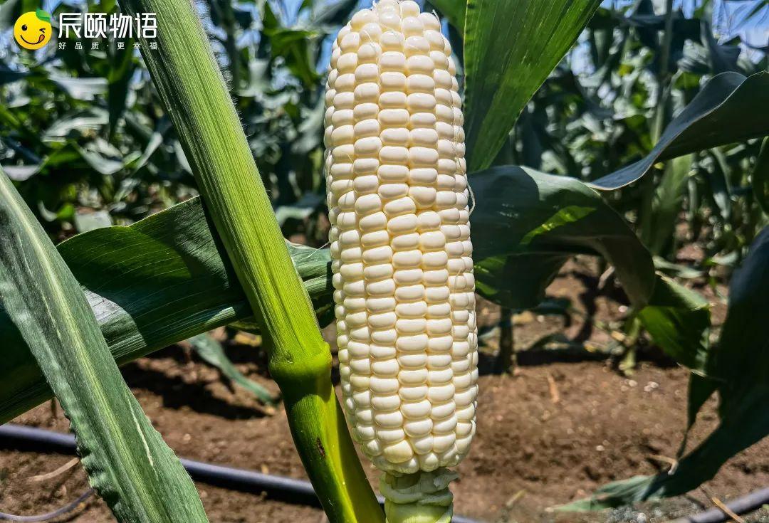 玉米还能吃出了牛奶味