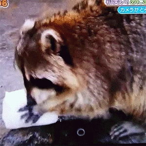 小浣熊洗棉花糖图片