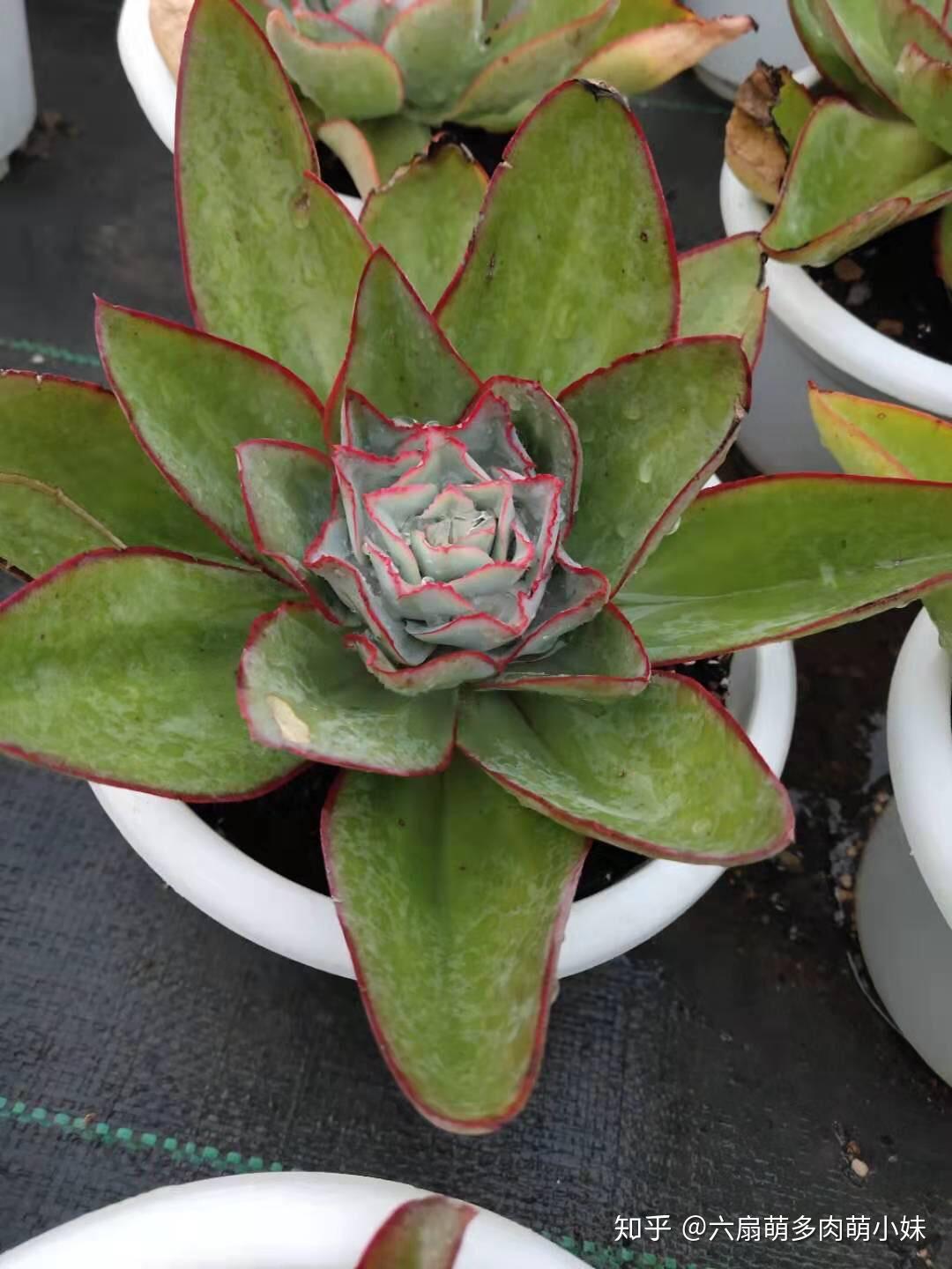 1001种多肉之一钢叶莲多肉怎么养