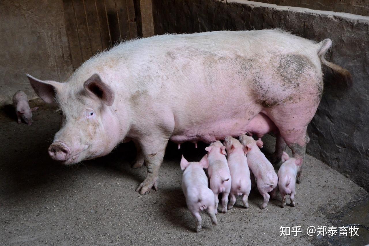 母猪是如何受孕及妊娠的? - 知乎