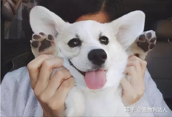 5种常见的抱狗姿势,竟然都是错的,劝你别做! - 知乎