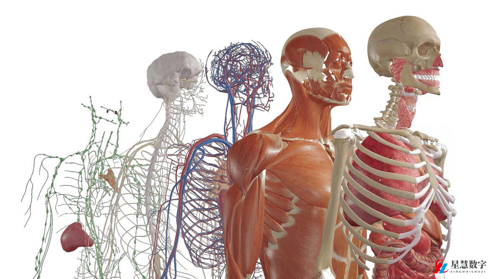 人体3D立体解剖软件 探索人体解剖教学的未来 - 知乎