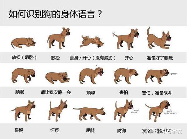 知行学安安全应急大课堂——如何防止被狗咬伤? - 知乎