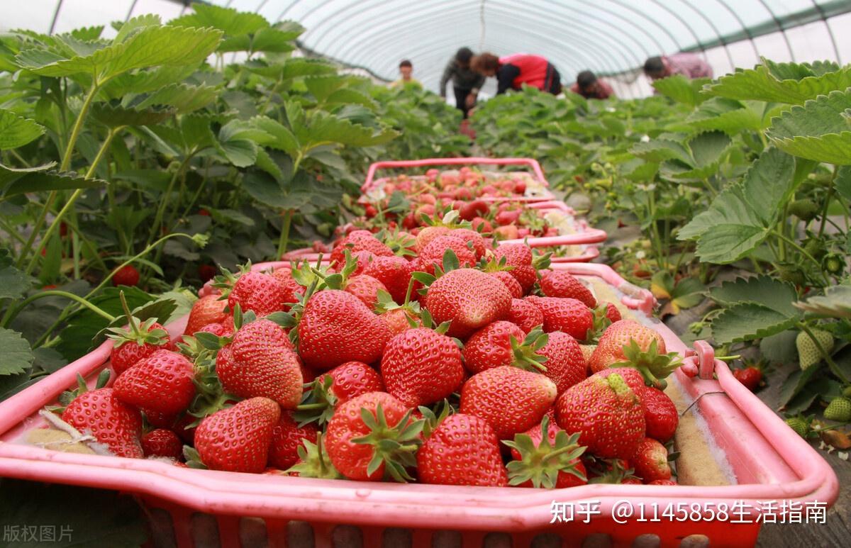 北京顺义客来香草莓园草莓的香甜气息便扑鼻而来传来欢声笑语