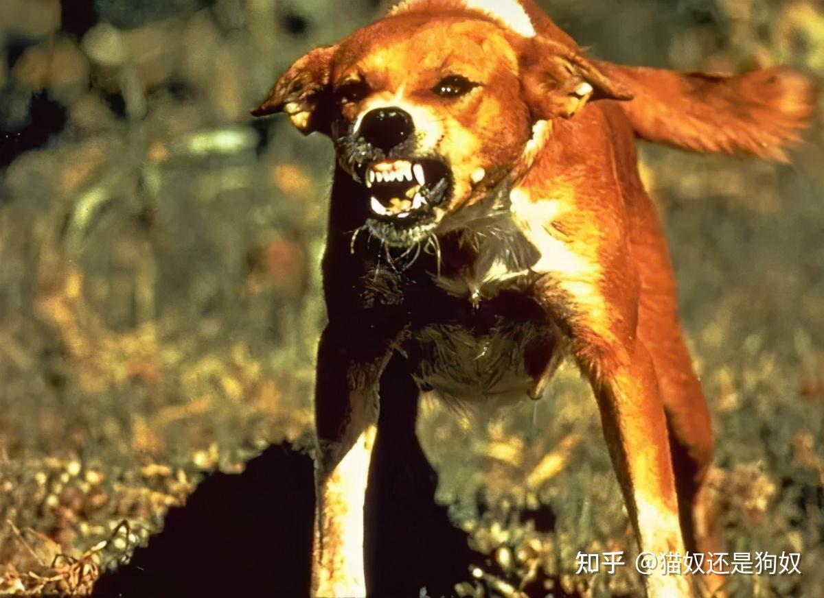 狂犬病的狗狗症状有哪些（常见狂犬病狗狗症状） - 学堂在线健康网