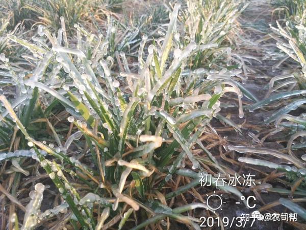 小麦的冻害与冷害是不一样的,你知道吗? - 知乎