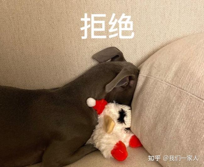 意大利灵缇犬,可爱又娇小的“精灵”,养了绝不后悔 - 知乎