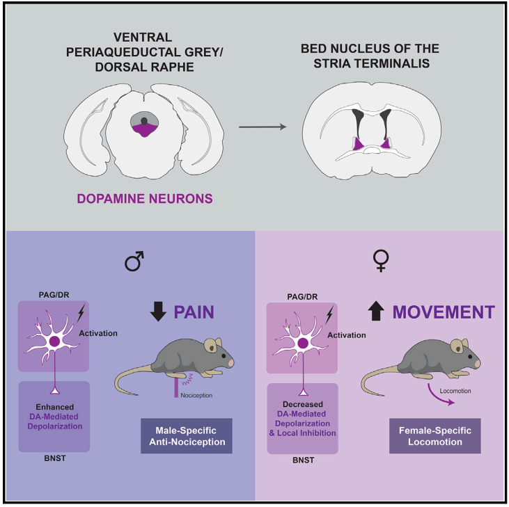 Neuron:疼痛感性别差异的神经环路新机制 - 知乎