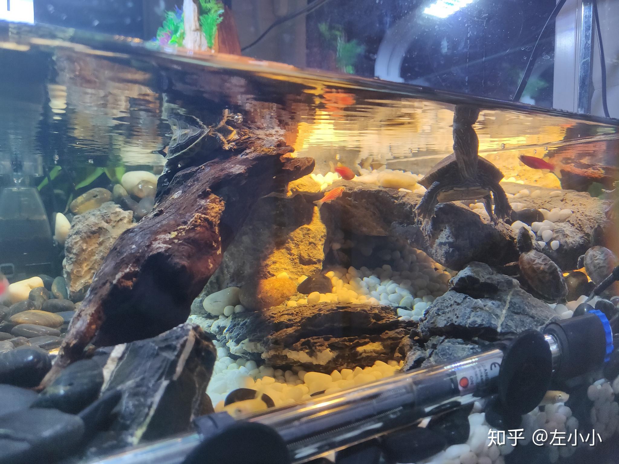 如何给龟缸造景!以及养好小乌龟!