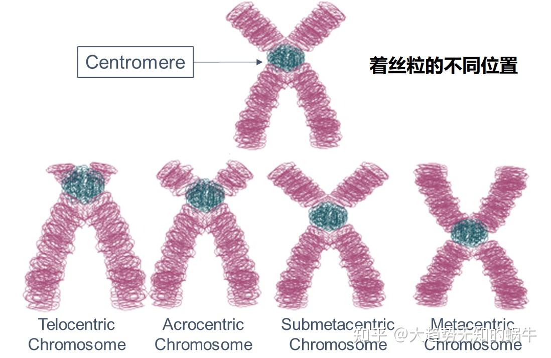我们不知道答案的125个科学问题(65)端粒和着丝粒 - 知乎