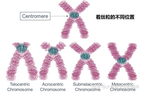 我们不知道答案的125个科学问题(65)端粒和着丝粒 - 知乎