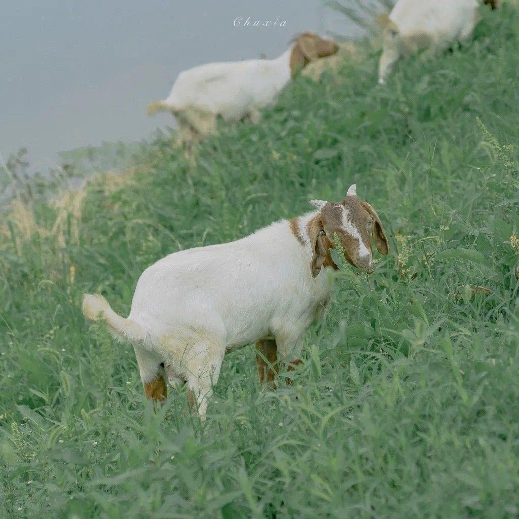 超级好看的绿色系壁纸,在这呢!护眼壁纸(绿色系列的壁纸)