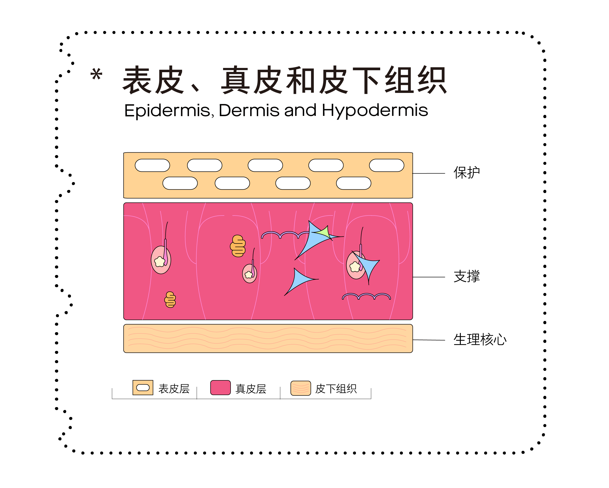 皮肤的结构与功能