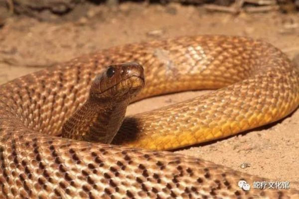世界上陆地排行第一毒蛇,毒性是眼镜王蛇20倍!被它要到只能宣布死亡