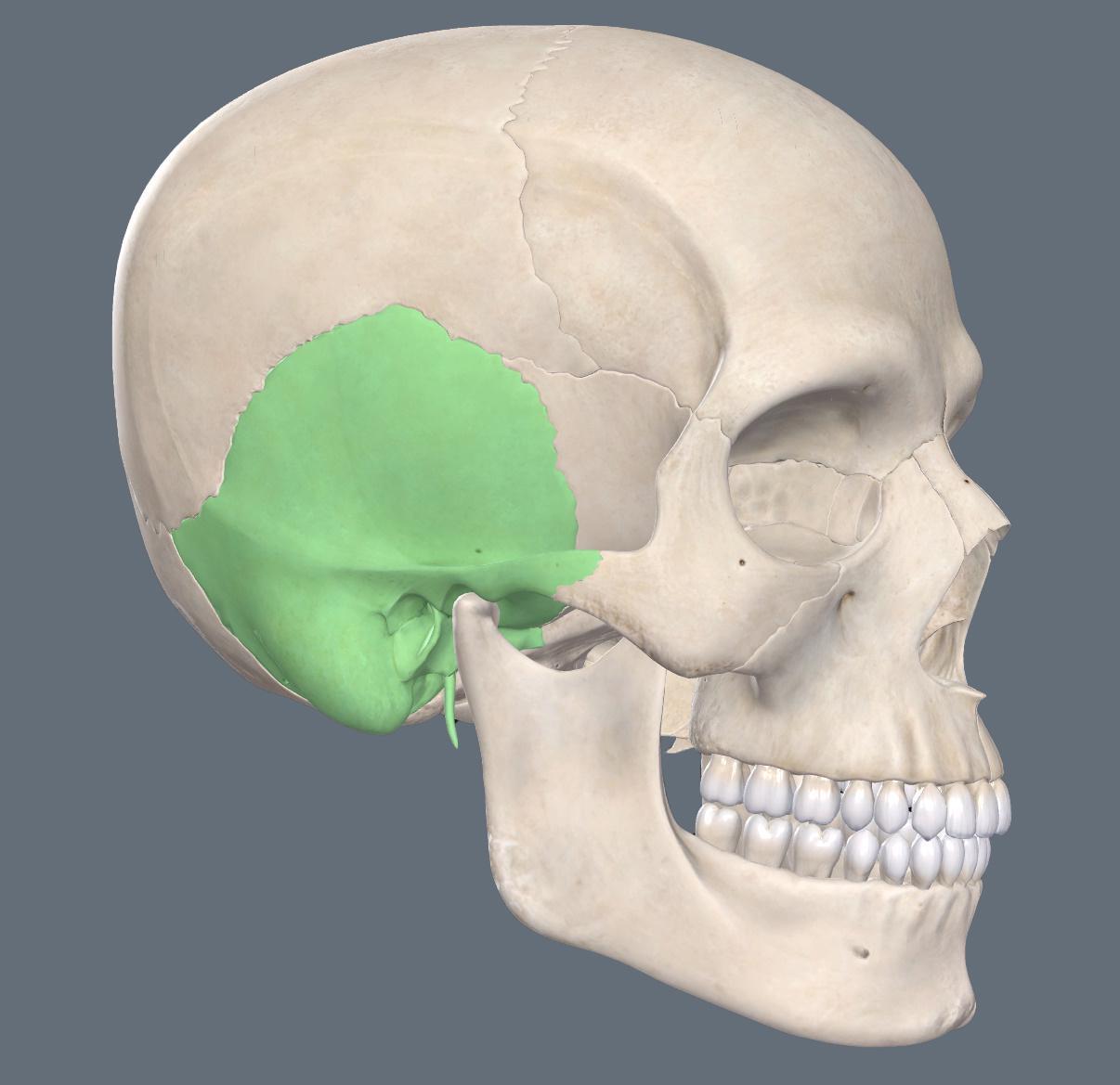 颧牙槽嵴的解剖位置