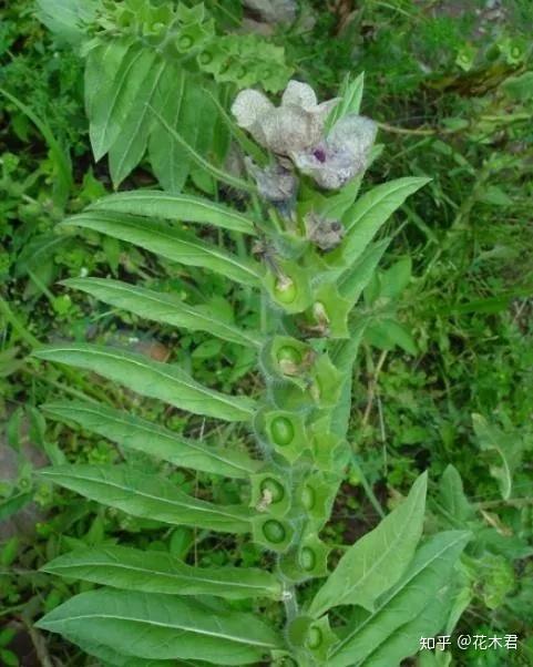 国家Ⅱ级濒危珍稀植物:青藏等地特产山莨菪 - 知乎