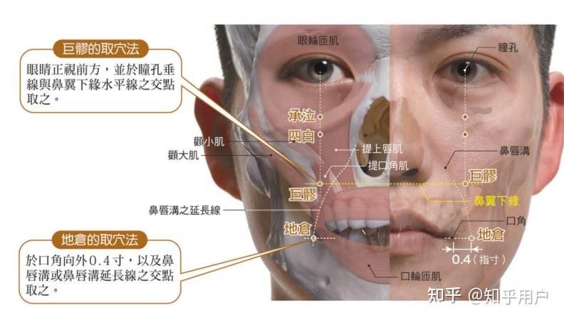 三 足阳明胃经 (倪海厦针灸大成笔记) - 知乎